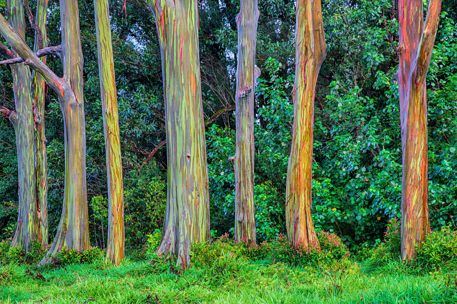Multiple Rainbow Eucalyptus, Gum Tree