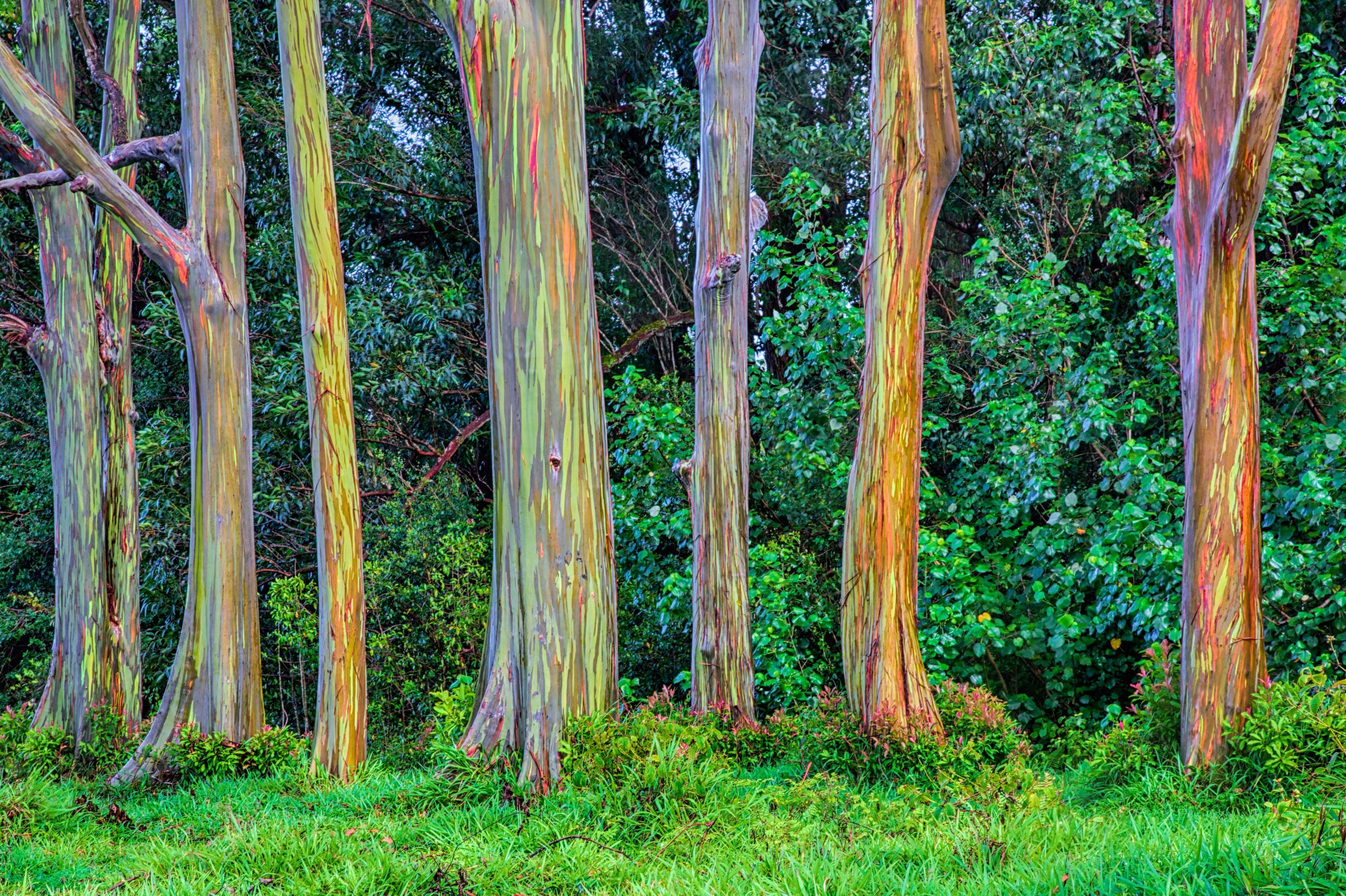 Multiple Rainbow Eucalyptus, Gum Tree