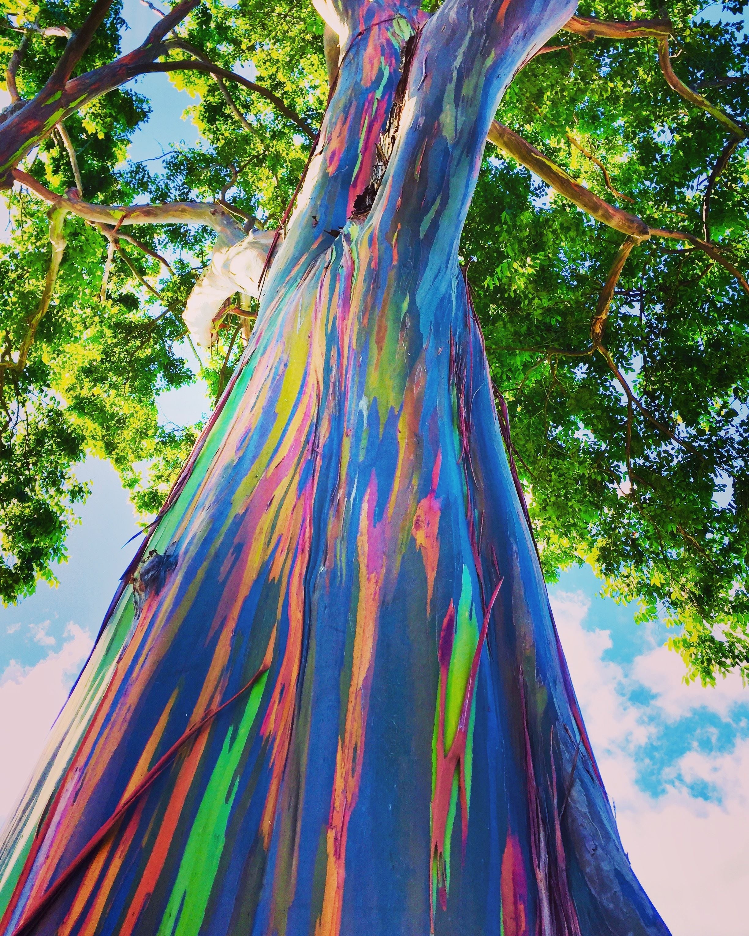 Rainbow Eucalyptus, Gum Tree