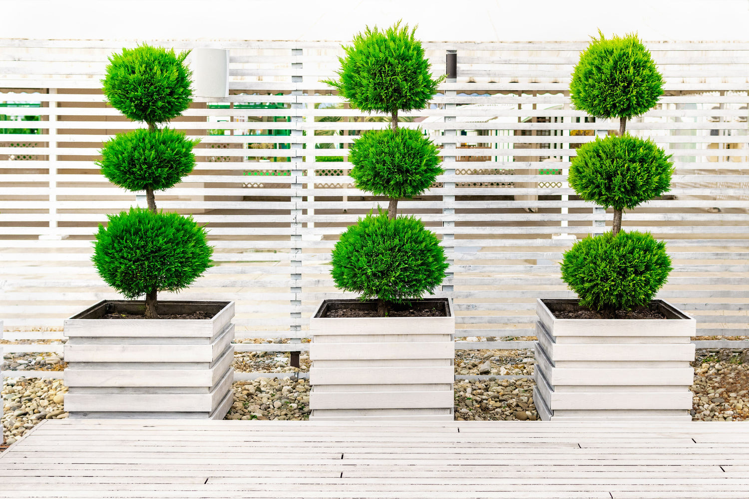 Topiary Eugenia 3-Ball Tree Form