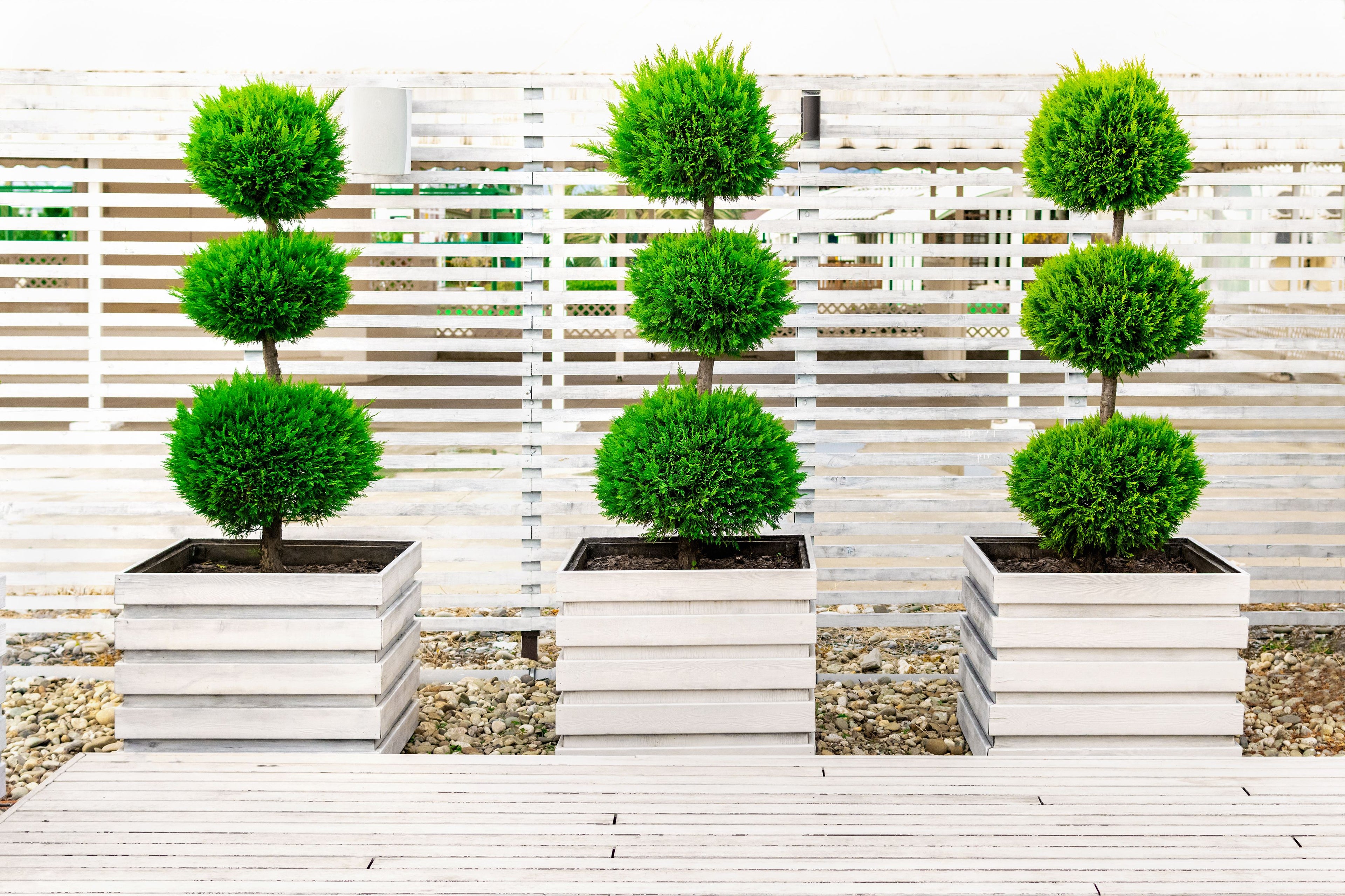 Topiary Eugenia 3-Ball Tree Form