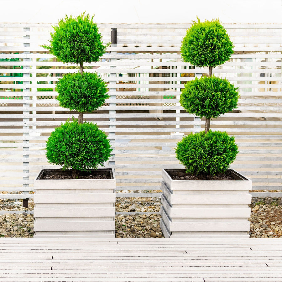 Topiary Eugenia 3-Ball Tree Form nursery container 5gal. dropped in deco wood container. Three spherical topiary trees in square pots arranged in a line, with a white fence and greenery in the background.