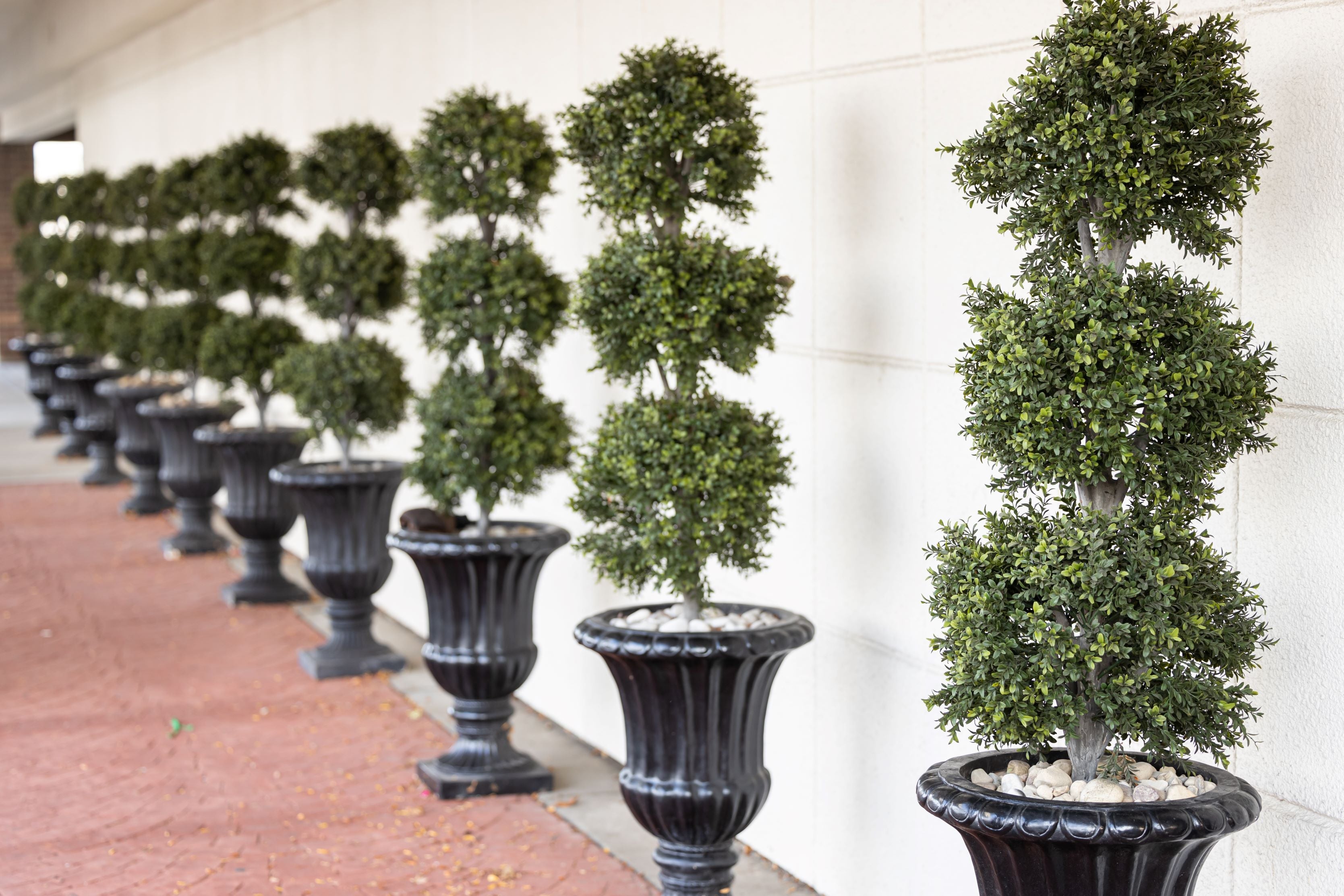Topiary Eugenia 3-Ball Tree Form