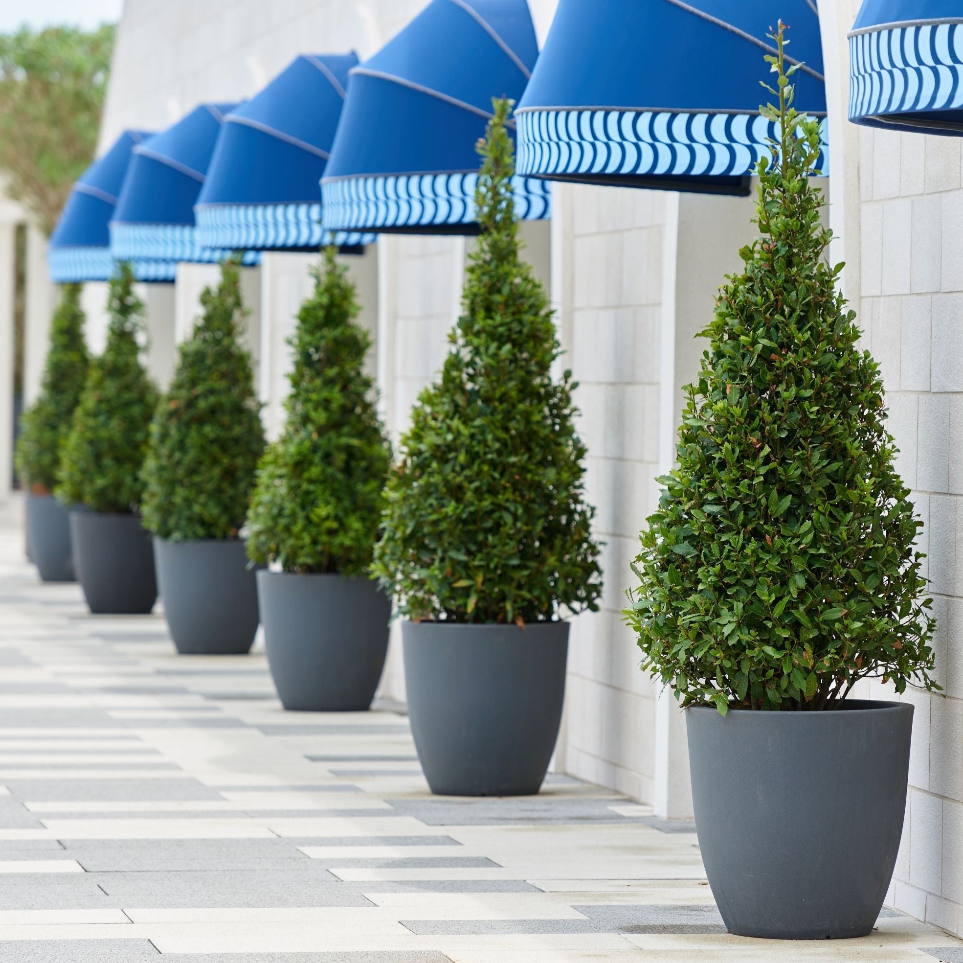Mature Topiary Eugenia Tree Form Bonsai container planting in patio