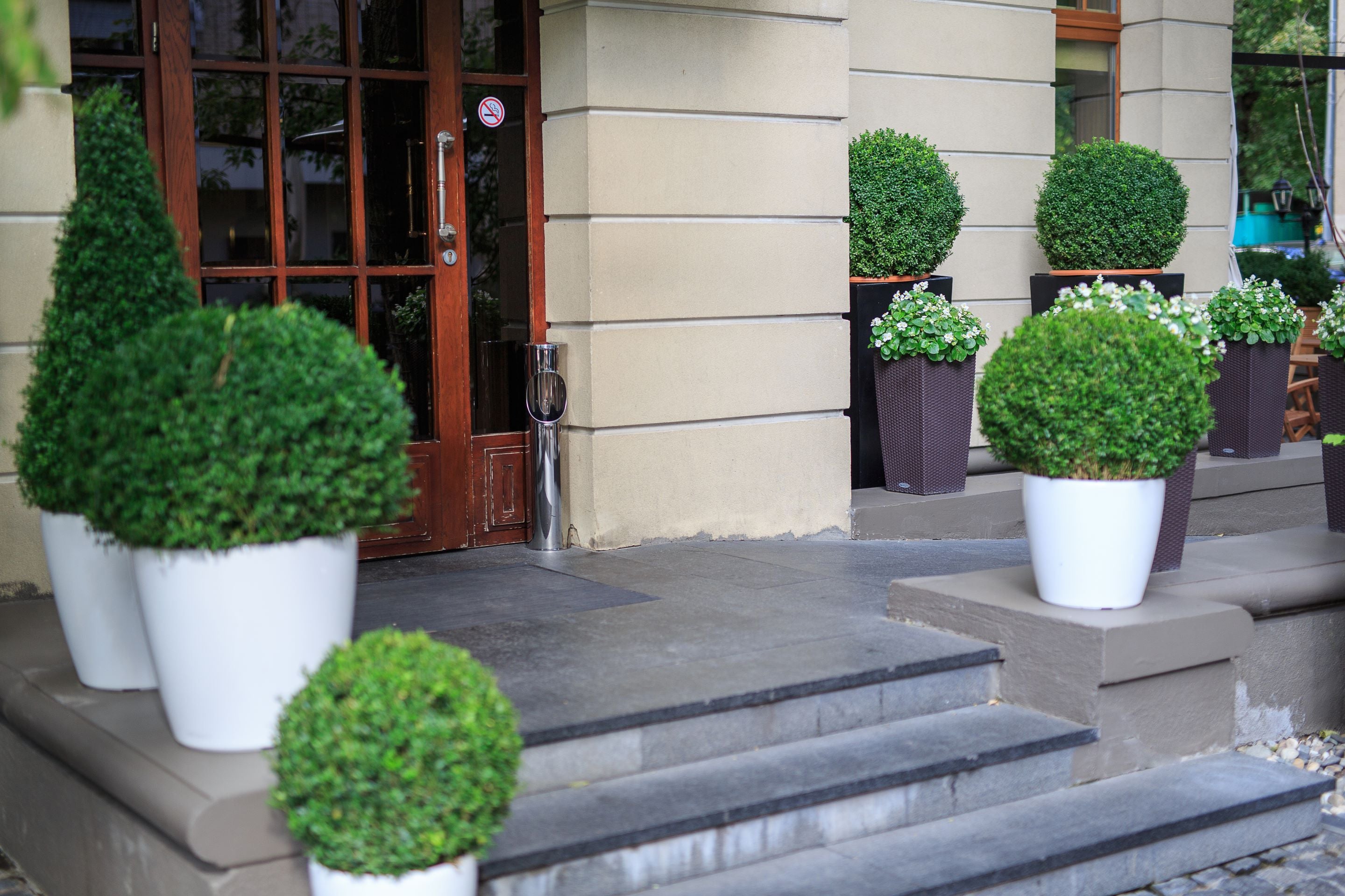 Topiary Eugenia Globulus Sphere Tree