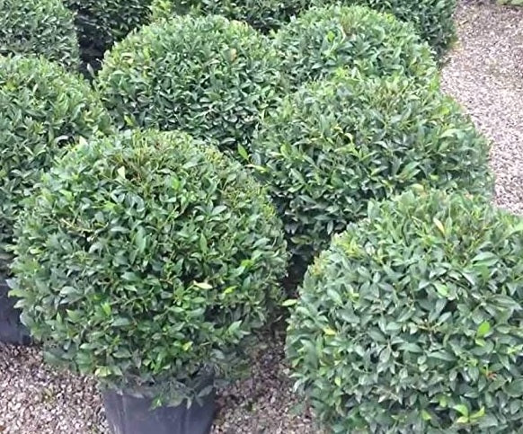 Topiary Eugenia Globulus Sphere Tree
