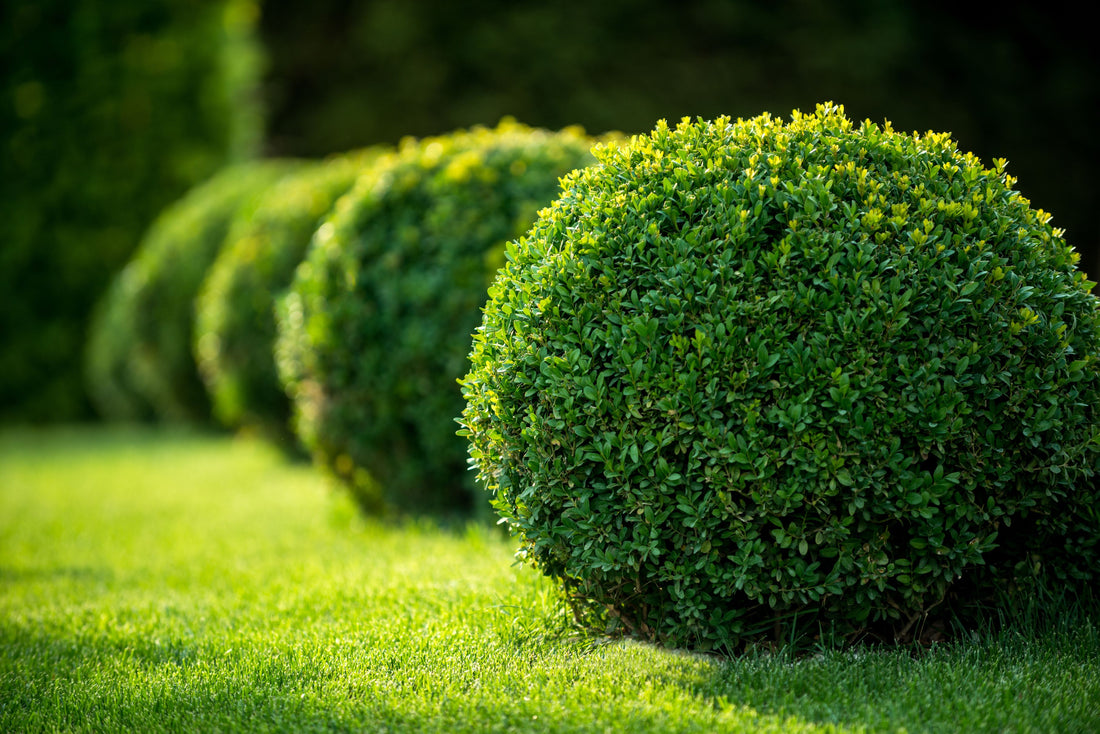Topiary Eugenia Globulus Sphere Tree