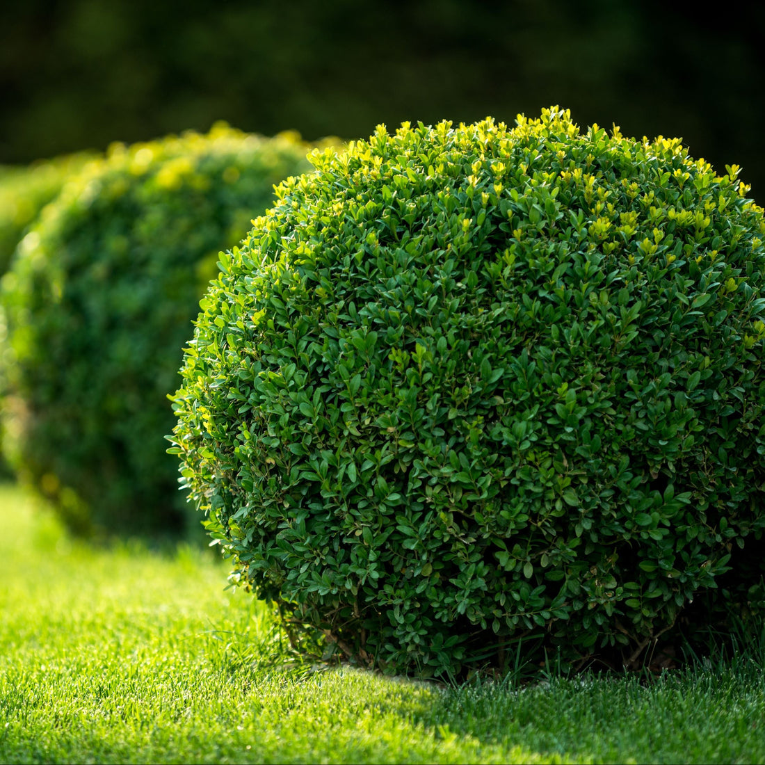 Large Mature Topiary Eugenia Cosmic Egg Shape Planted in Garden