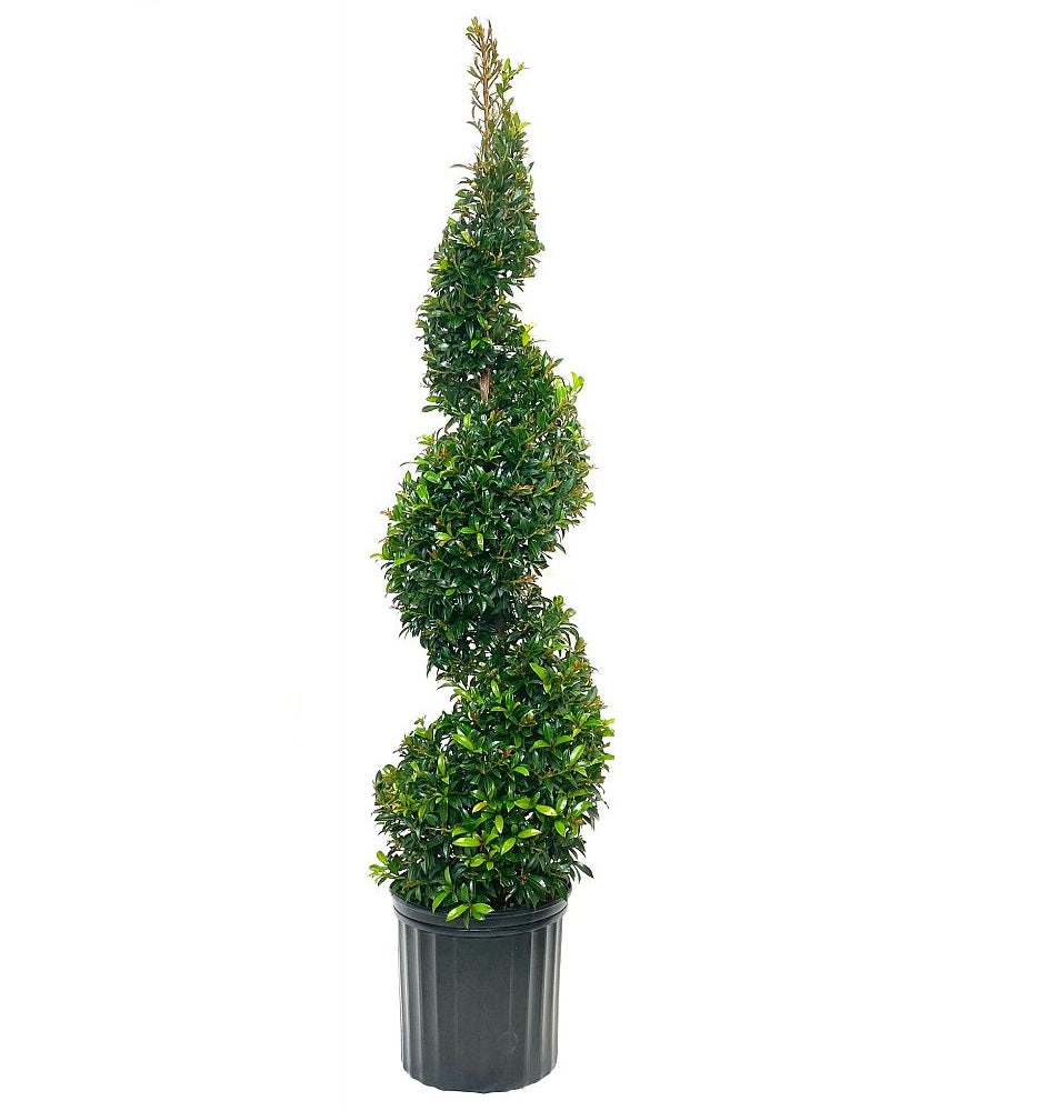 close view of Topiary Eugenia Spiral Tree