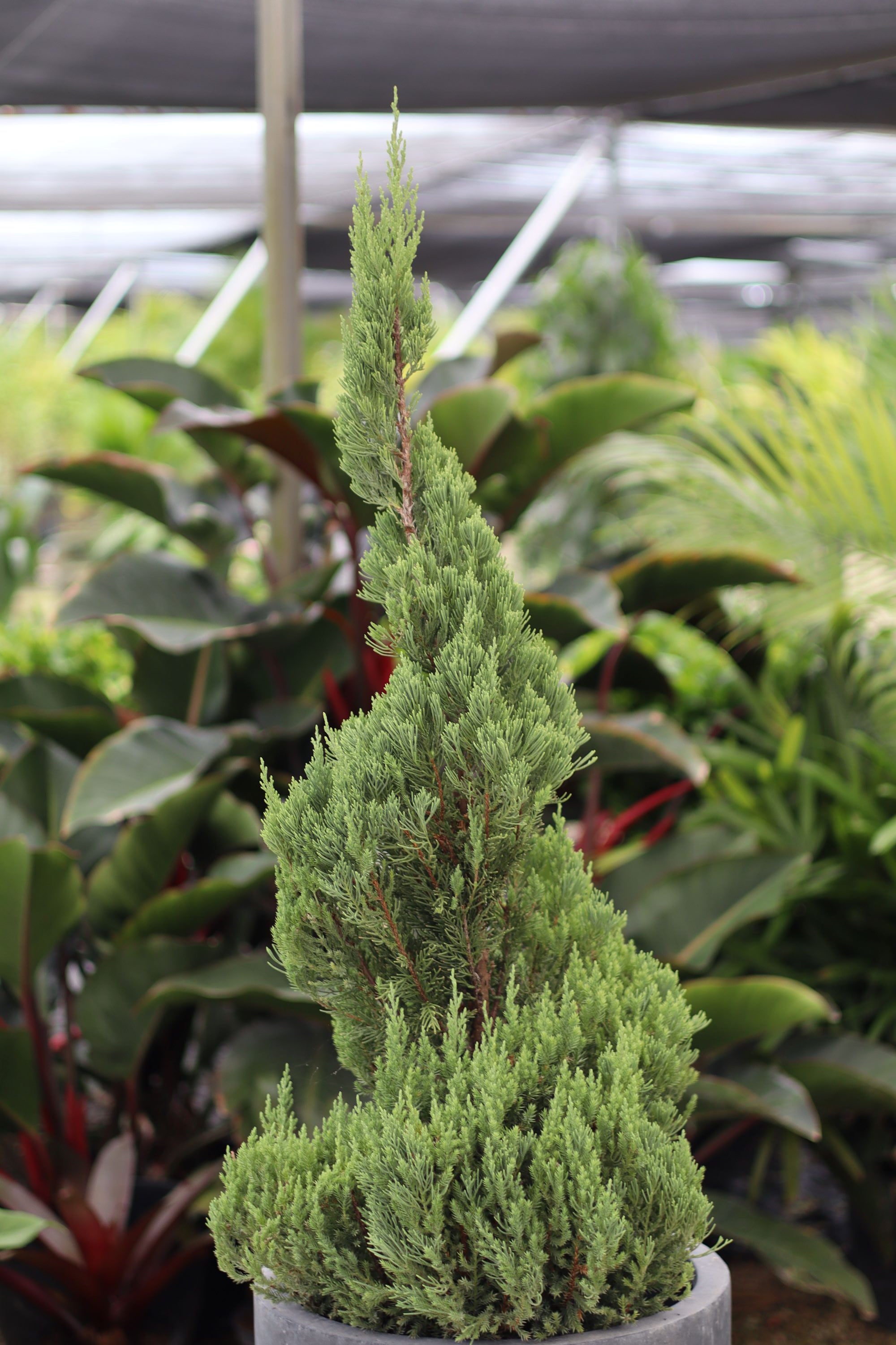 Topiary Spiral Blue Point Juniper, Juniperus