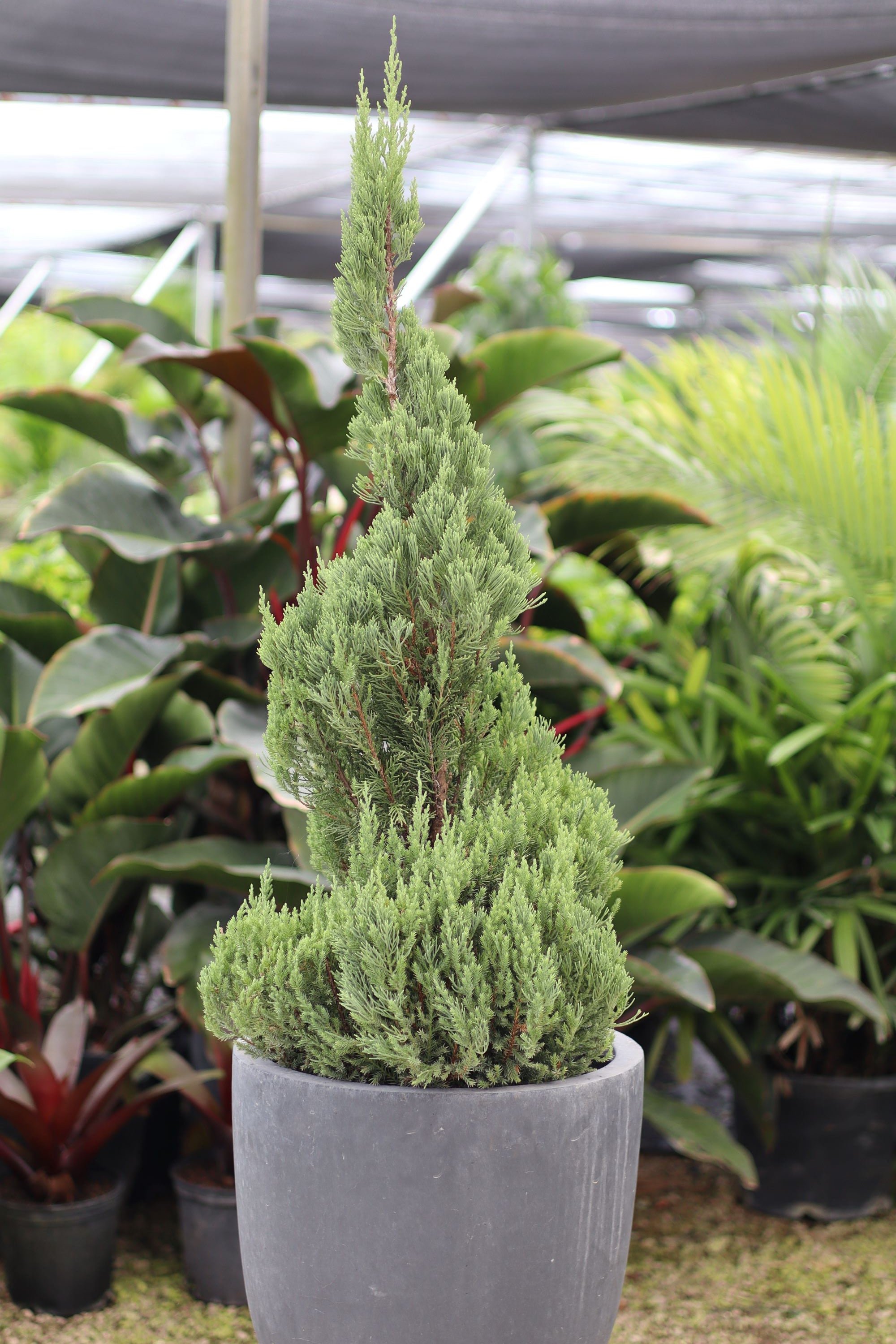 Topiary Trees, Spiral Blue Point Juniper