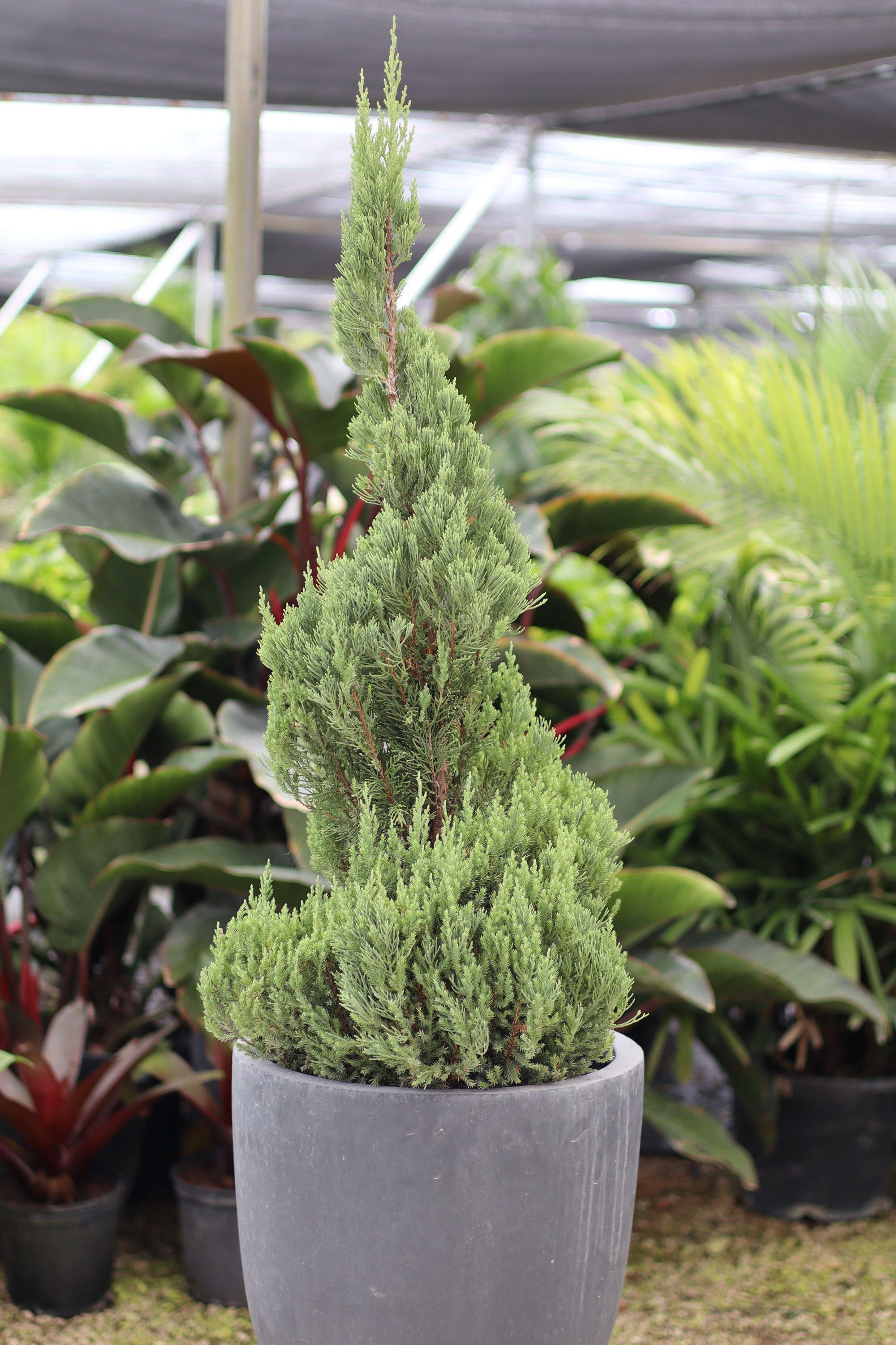 Topiary Spiral Blue Point Juniper, Juniperus
