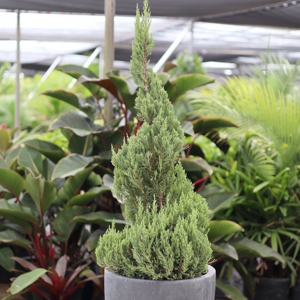 Topiary Spiral Blue Point Juniper, Juniperus