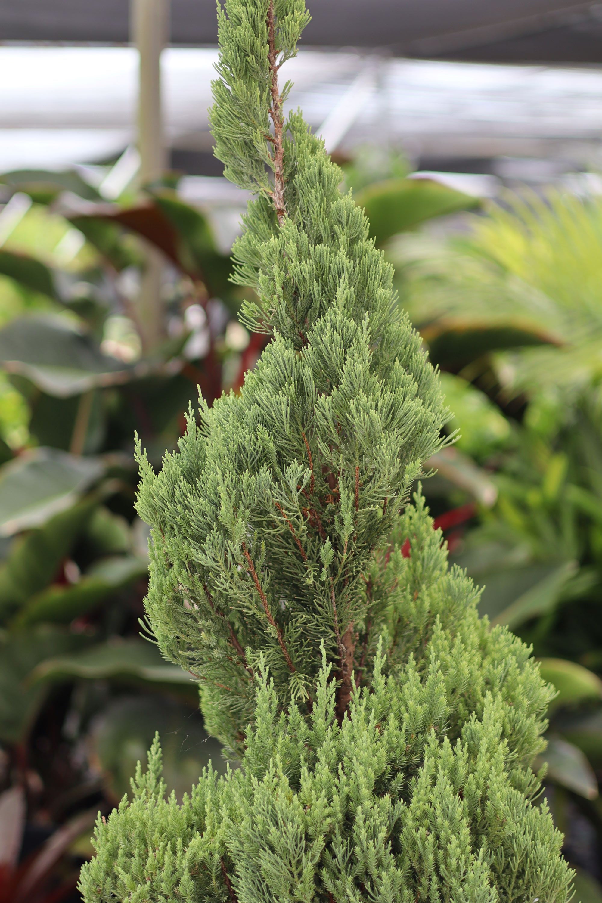 Topiary Spiral Blue Point Juniper, Juniperus