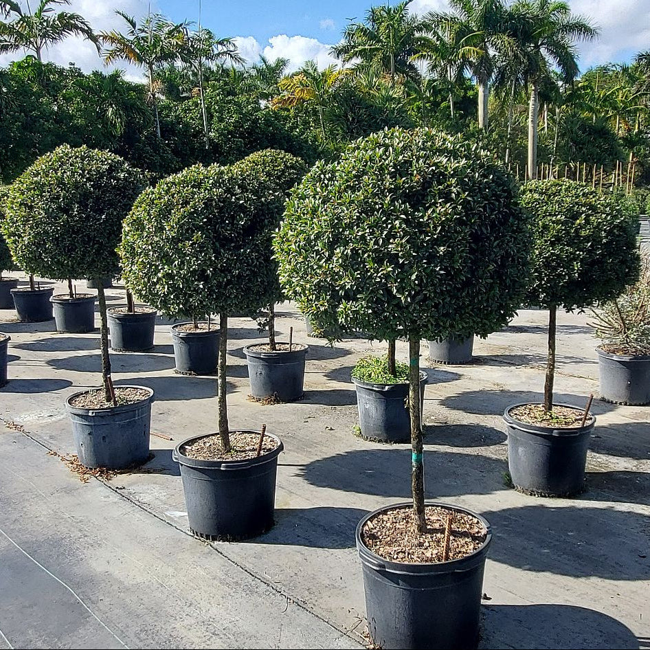 Topiary Eugenia 1-Ball Tree Form Row of potted trees Nursery Pot 5gal