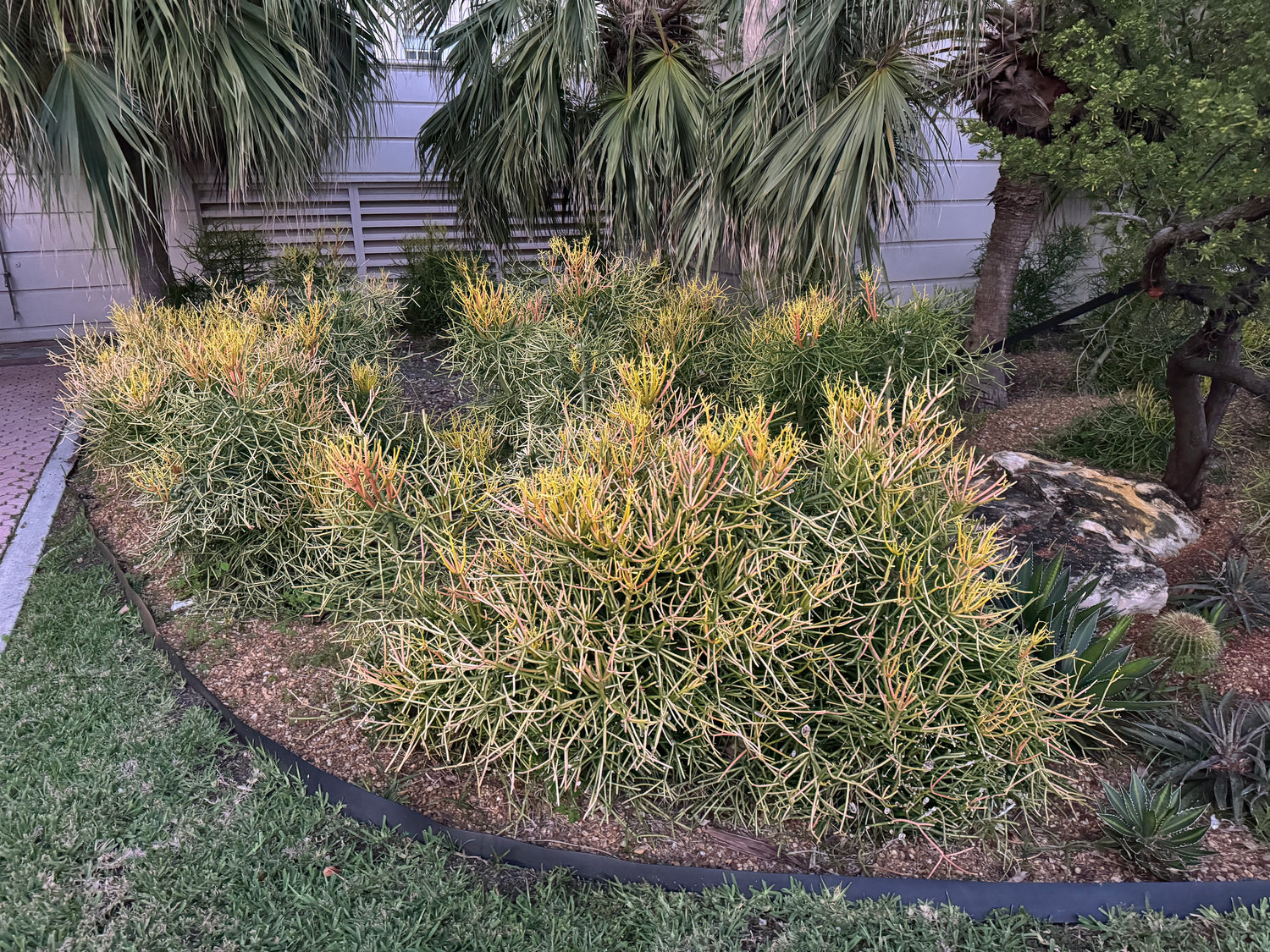 Euphorbia Pencil Tree Cactus, Milk Bush, Sticks of Fire