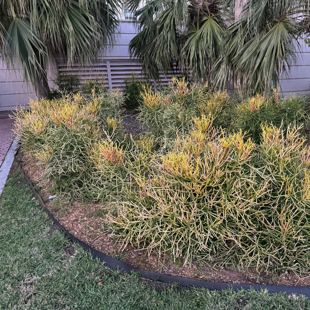 Mature Sticks of Fire Euphorbia plant outdoors