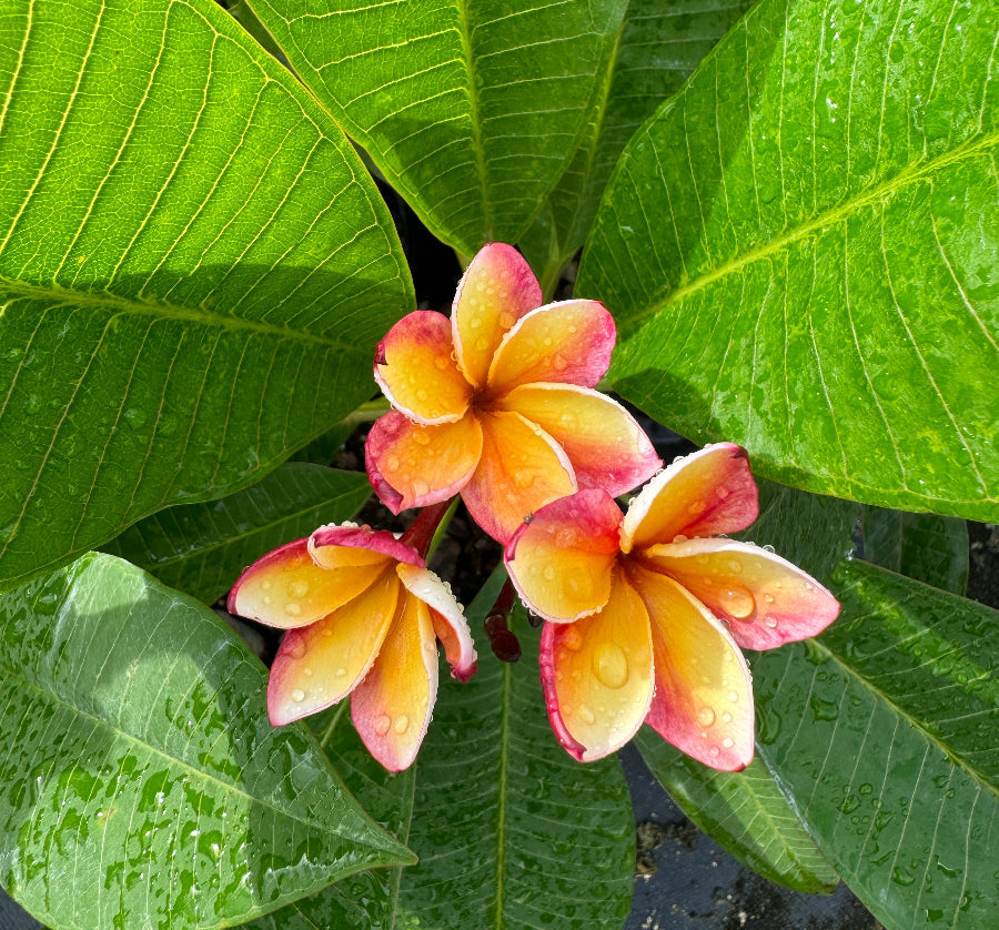 Close up of Plumeria Rubra Pink Yellow Flowering Tree branching structure with textured tropical stems and emerging multicolor blooms, ideal for exotic outdoor garden landscapes.