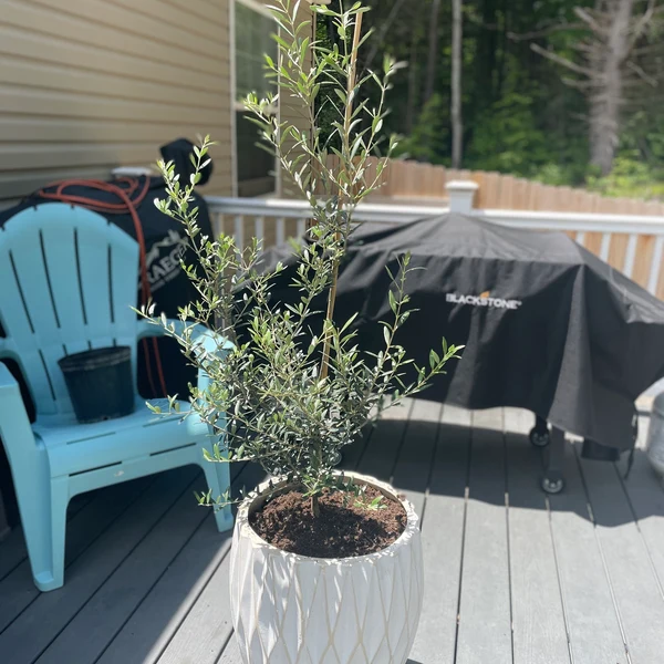 Arbequina Olive Tree Olea Europaea