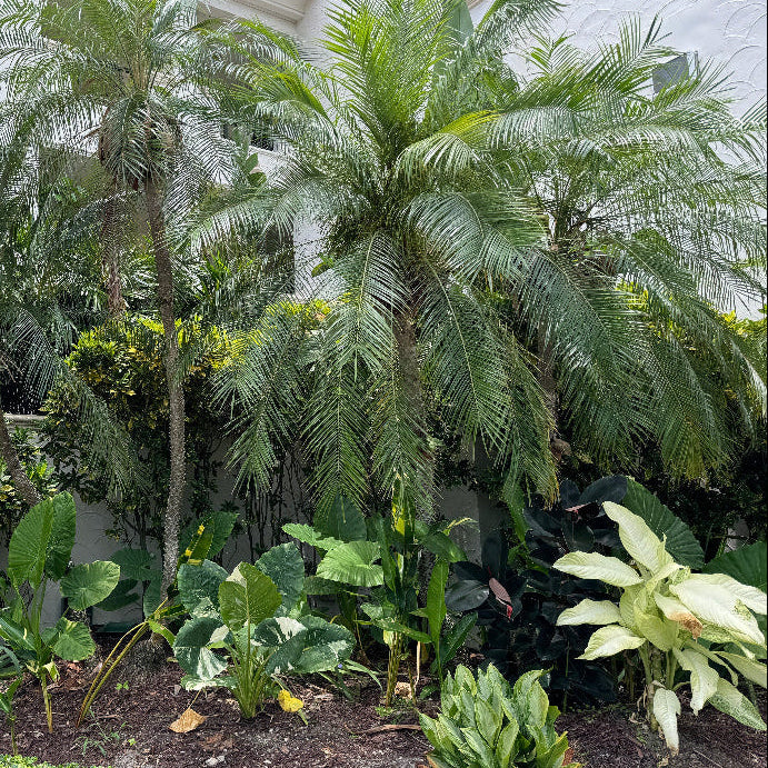 Roebelinii Pam Single Trunk Mature in Landscape