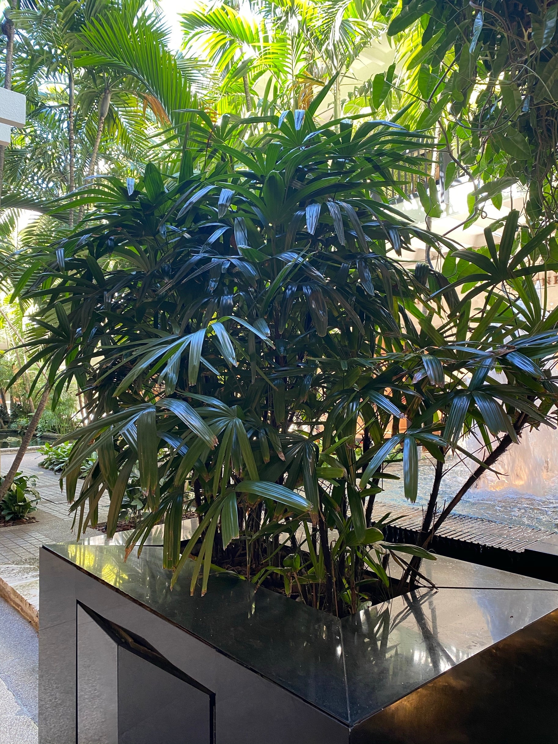 sun palm plant Lady Palm, Rhapis Excelsa, Indoor Queen Palm