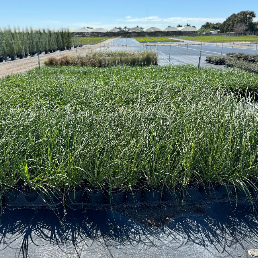 White pampas grasses swaying in a nursery setting with greenery in the background