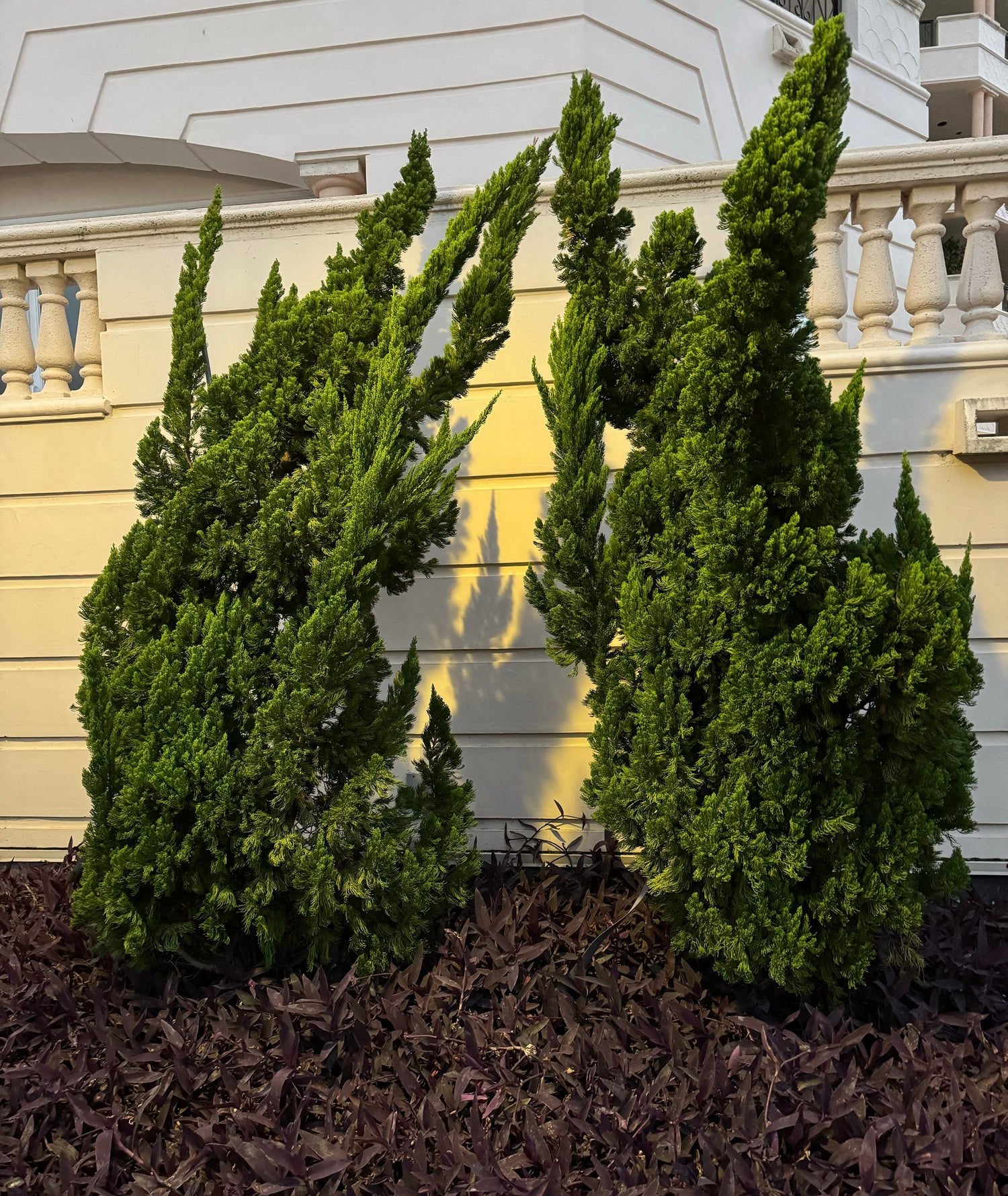 Hollywood Juniper Juniperus Chinensis Torulosa