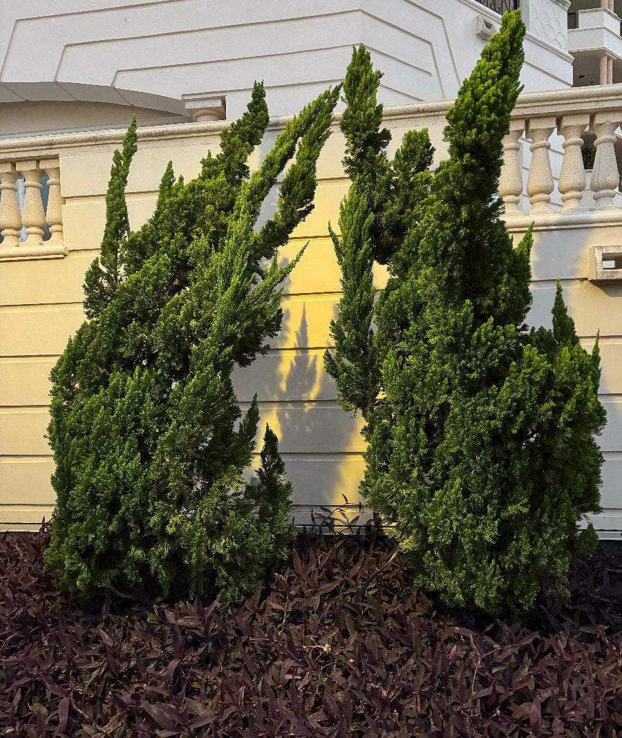 Hollywood Juniper planted in a garden.