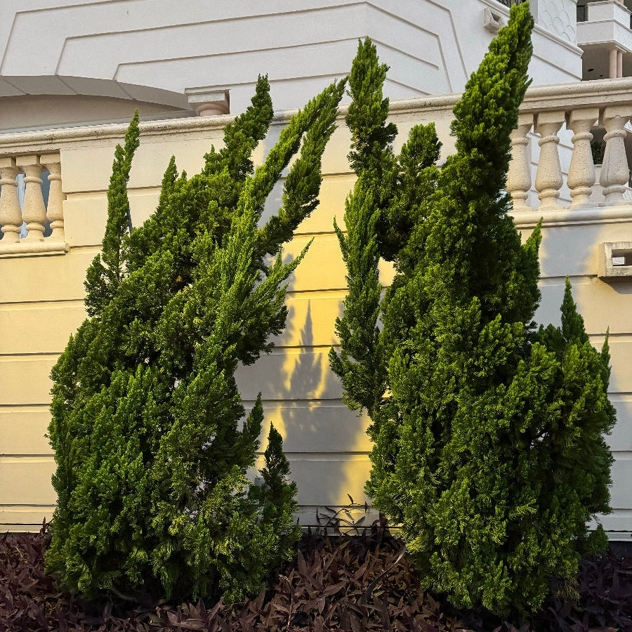 Hollywood Juniper planted in a garden.