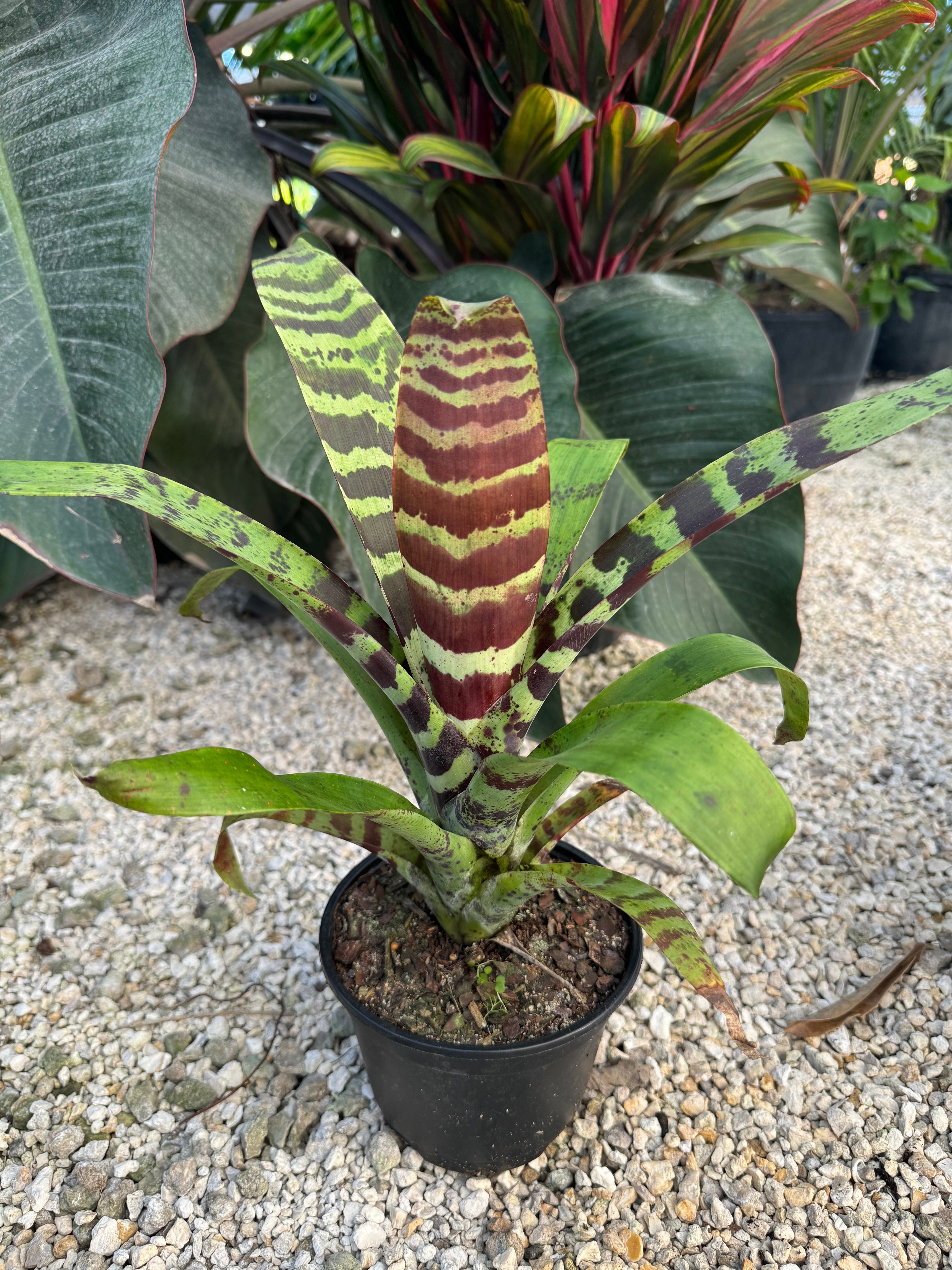 Bromeliad, Vriesea Splenriet