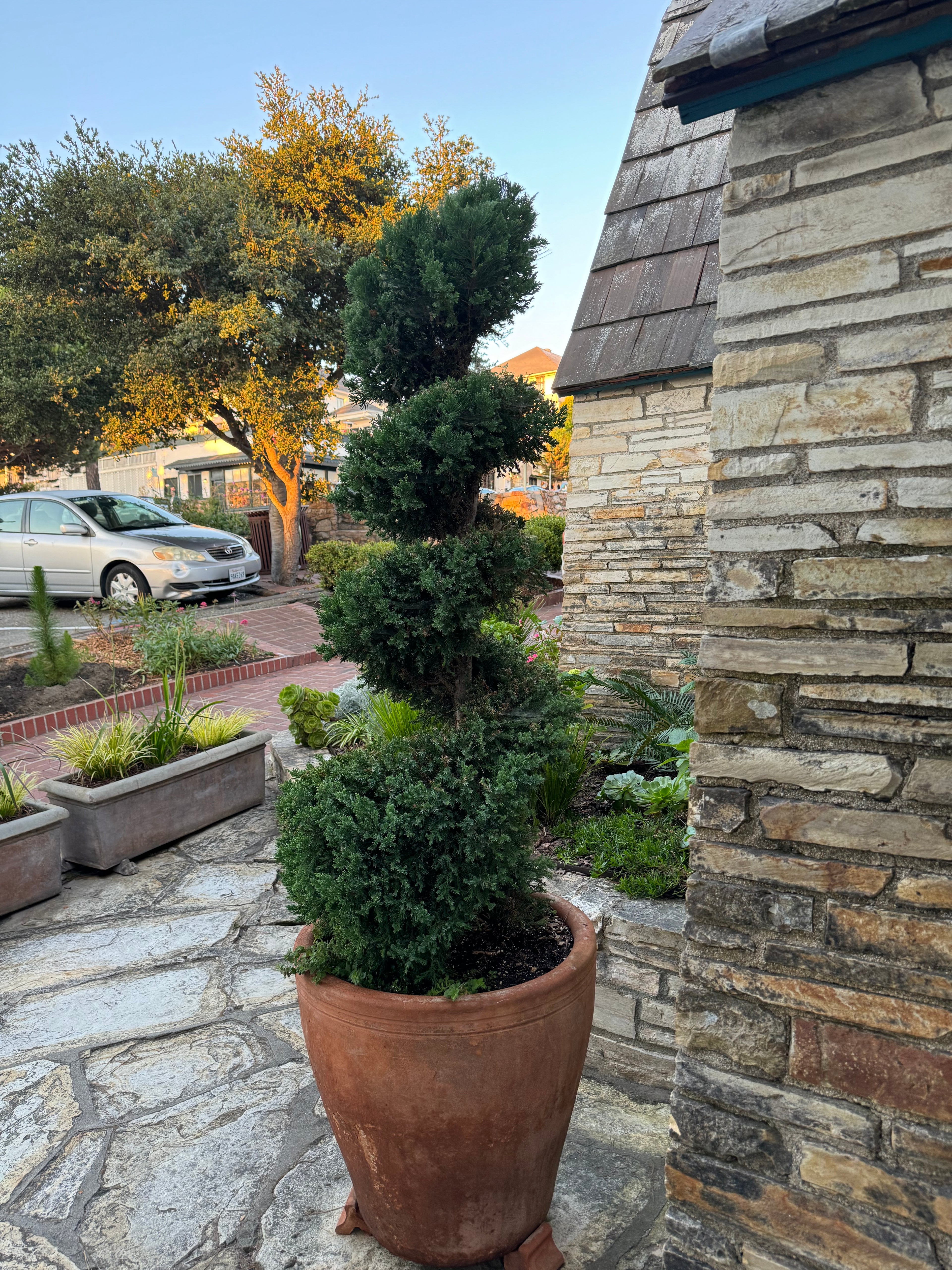 Topiary Spiral Blue Point Juniper, Juniperus