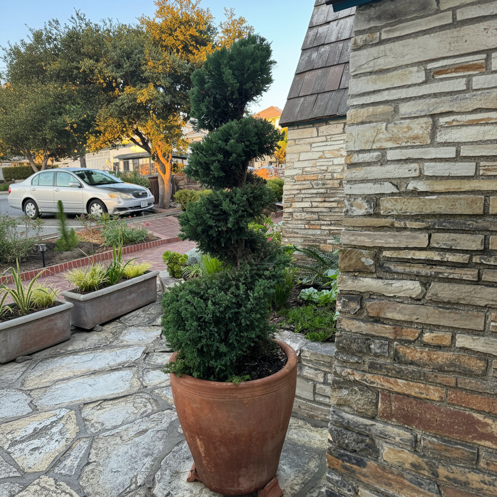 Topiary Spiral Blue Point Juniper, Juniperus Large Planted in Stone Pot in Sidewalk