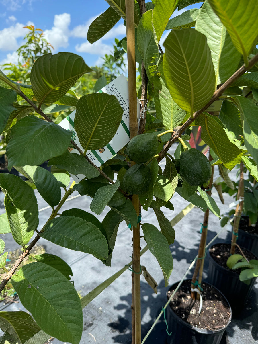 A close-up view of a young potted Ruby Supreme Guava Fruit Tree (Psidium guajava) featuring large, prominently veined green leaves