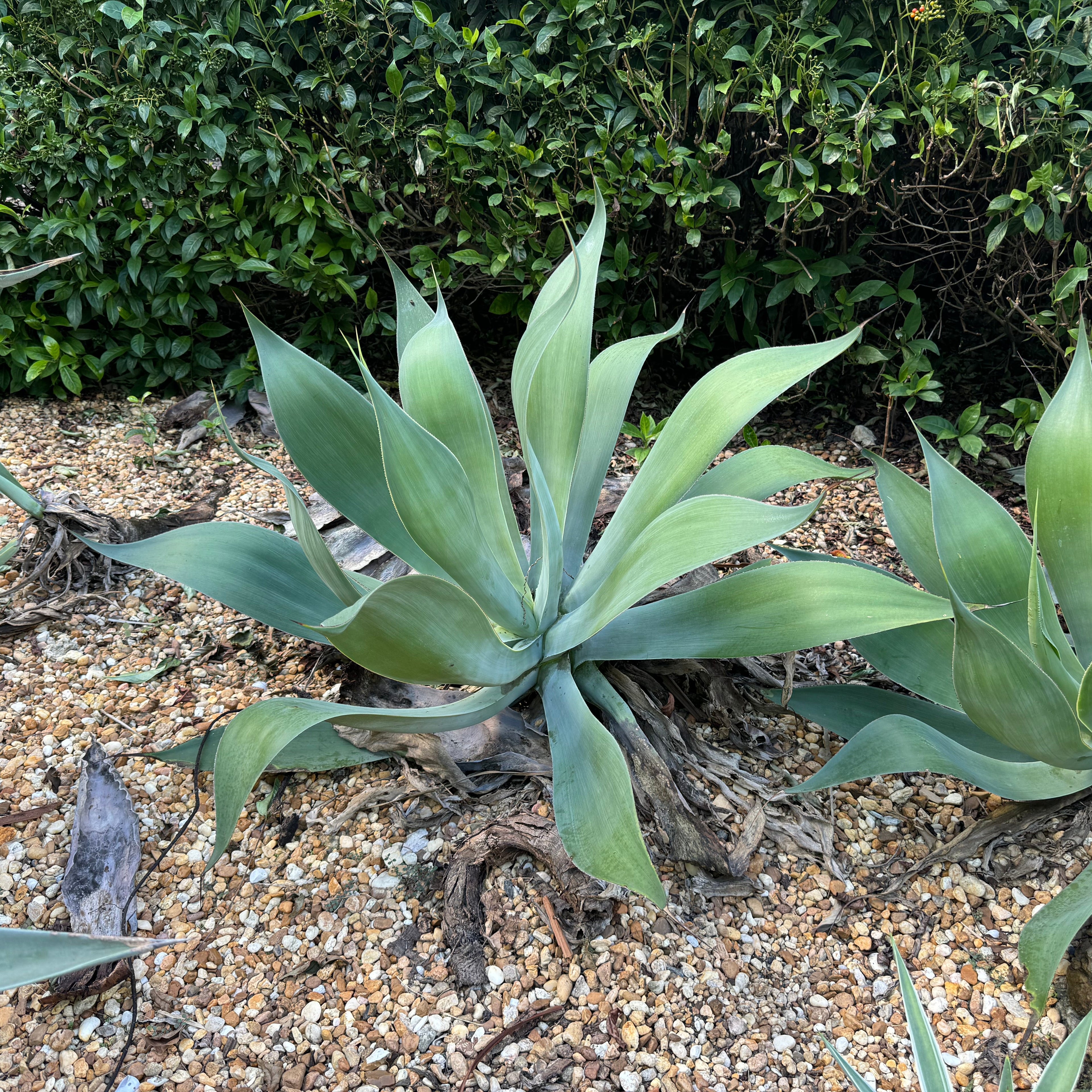 Agave Blue Fantastic, Agave Attenuata, Planted in Ground