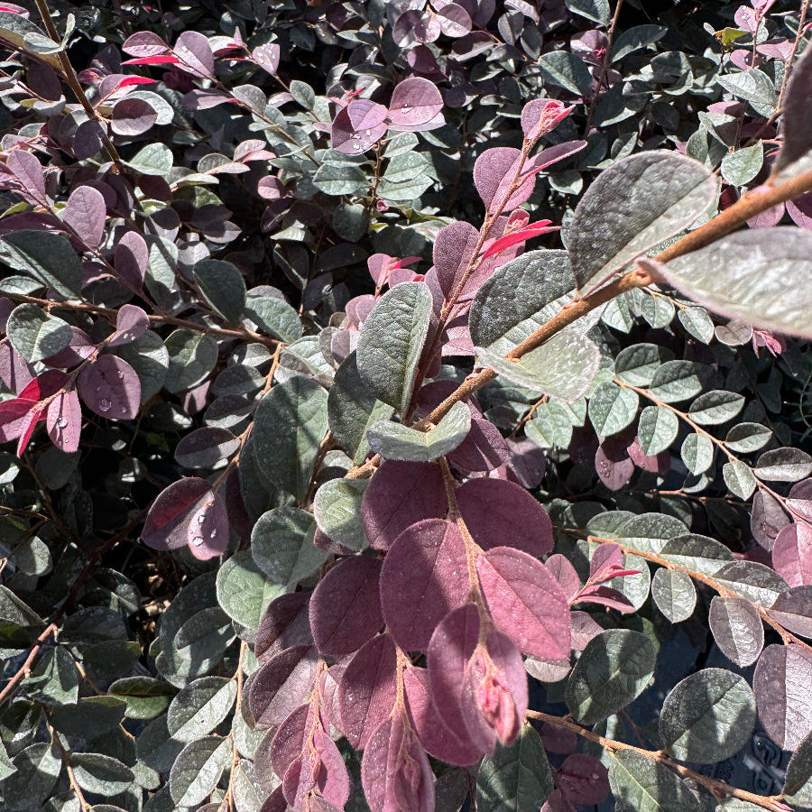 A close-up view of a leafy shrub with rounded foliage in striking shades of reddish-purple and silvery-green, illuminated by bright sunlight.