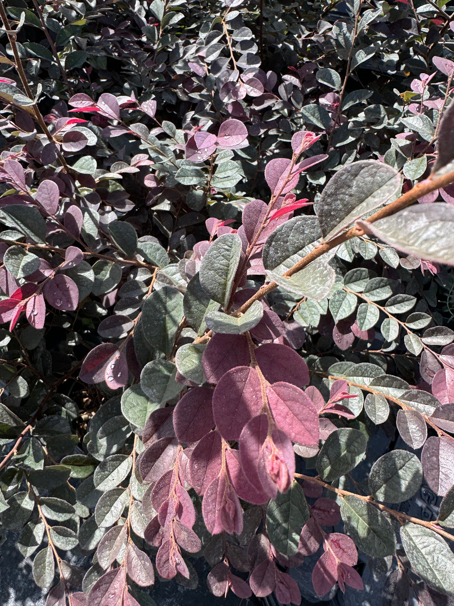 A close-up view of a leafy shrub with rounded foliage in striking shades of reddish-purple and silvery-green, illuminated by bright sunlight.