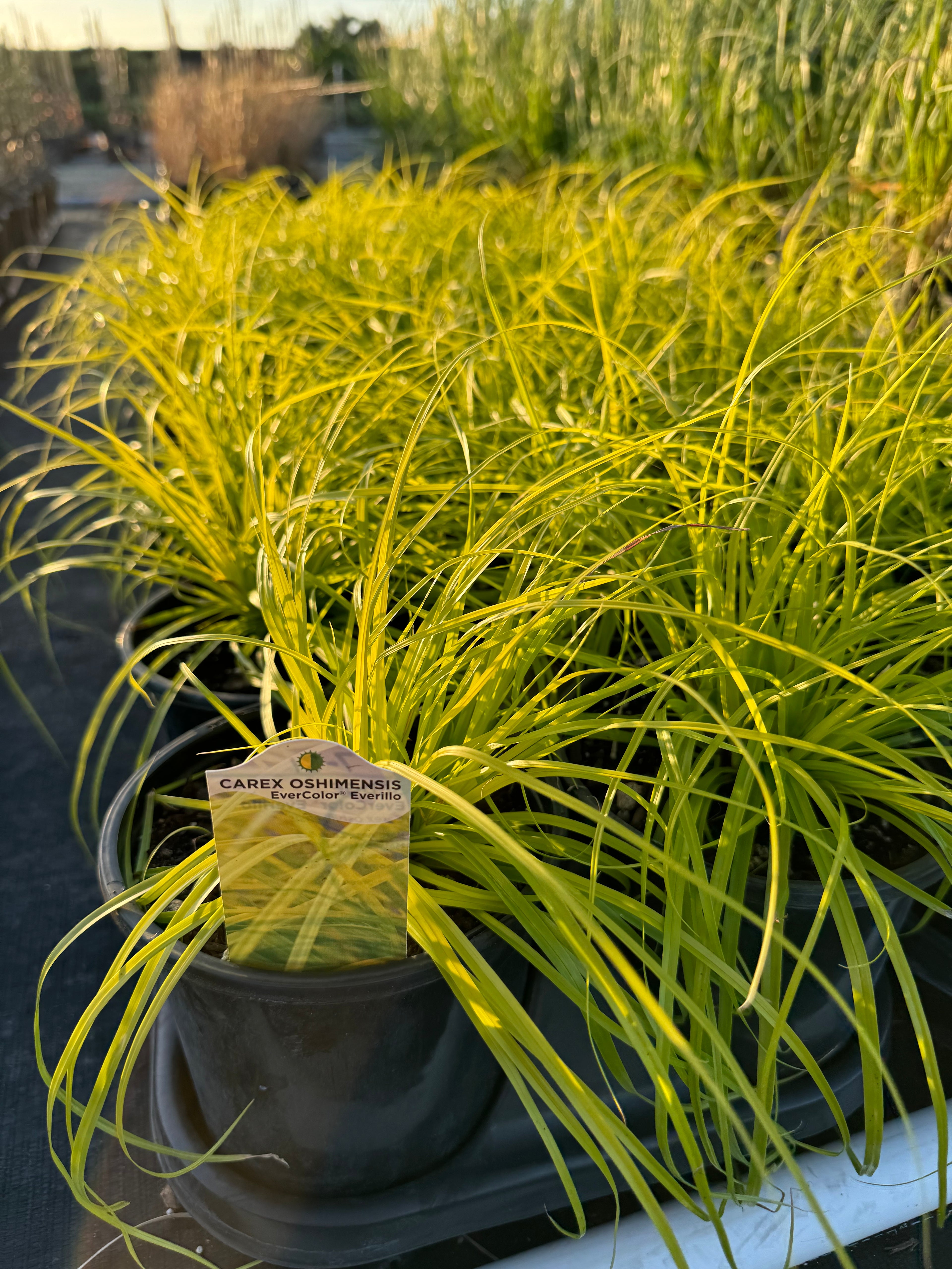 Carex Everillo Perennial Sedge Grass