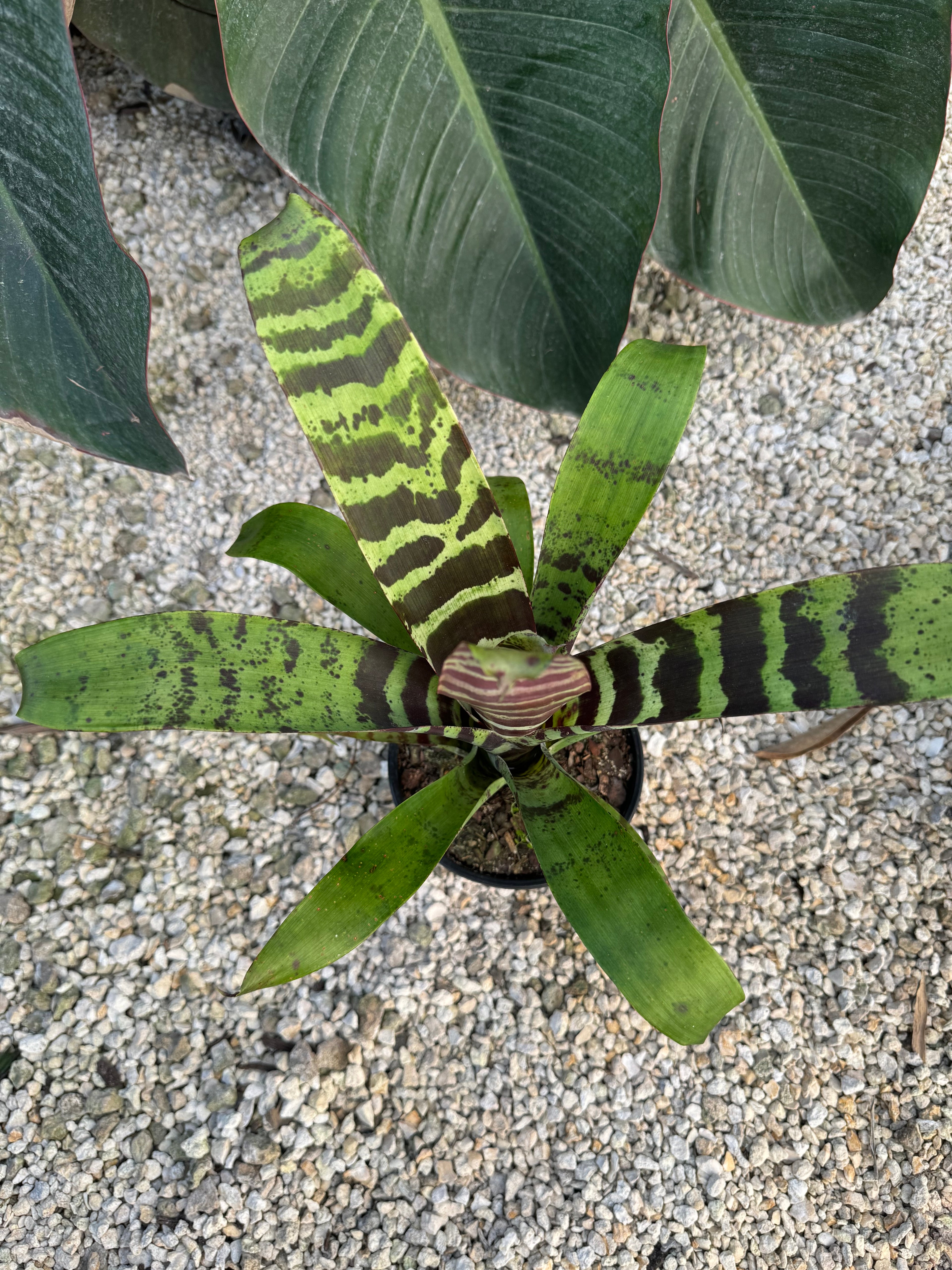 Bromeliad, Vriesea Splenriet