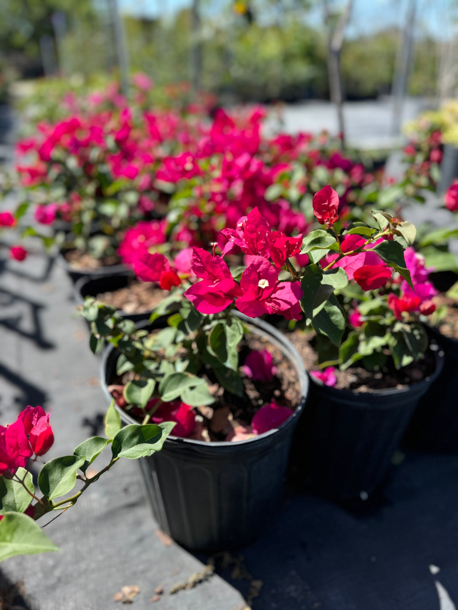 Bougainvillea Red Flower Bush Form, Barbara Karst Flowering Tree