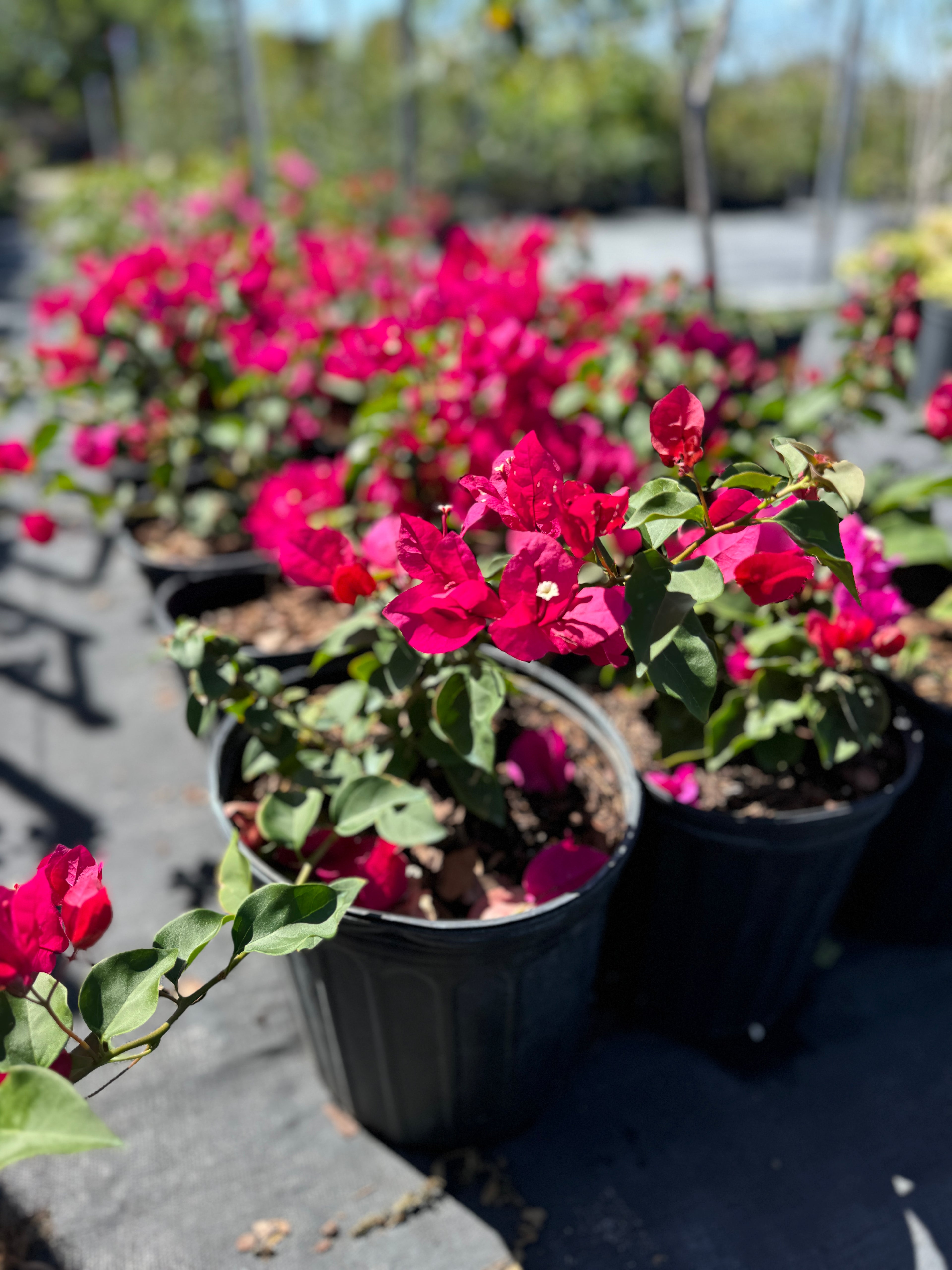 Bougainvillea Red Flower Bush Form, Barbara Karst Flowering Tree