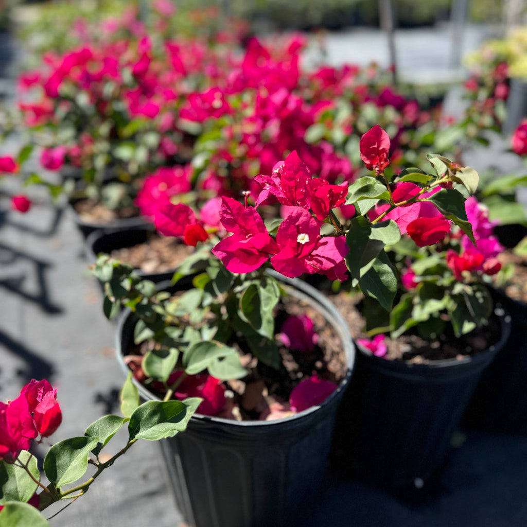 Bougainvillea Red Flower Bush Form, Barbara Karst Flowering Tree in 2 gallon nursery pot with a cluster of bright red blooms and green foliage lined up in a nursery row, ideal for patio planters and tropical garden landscapes.