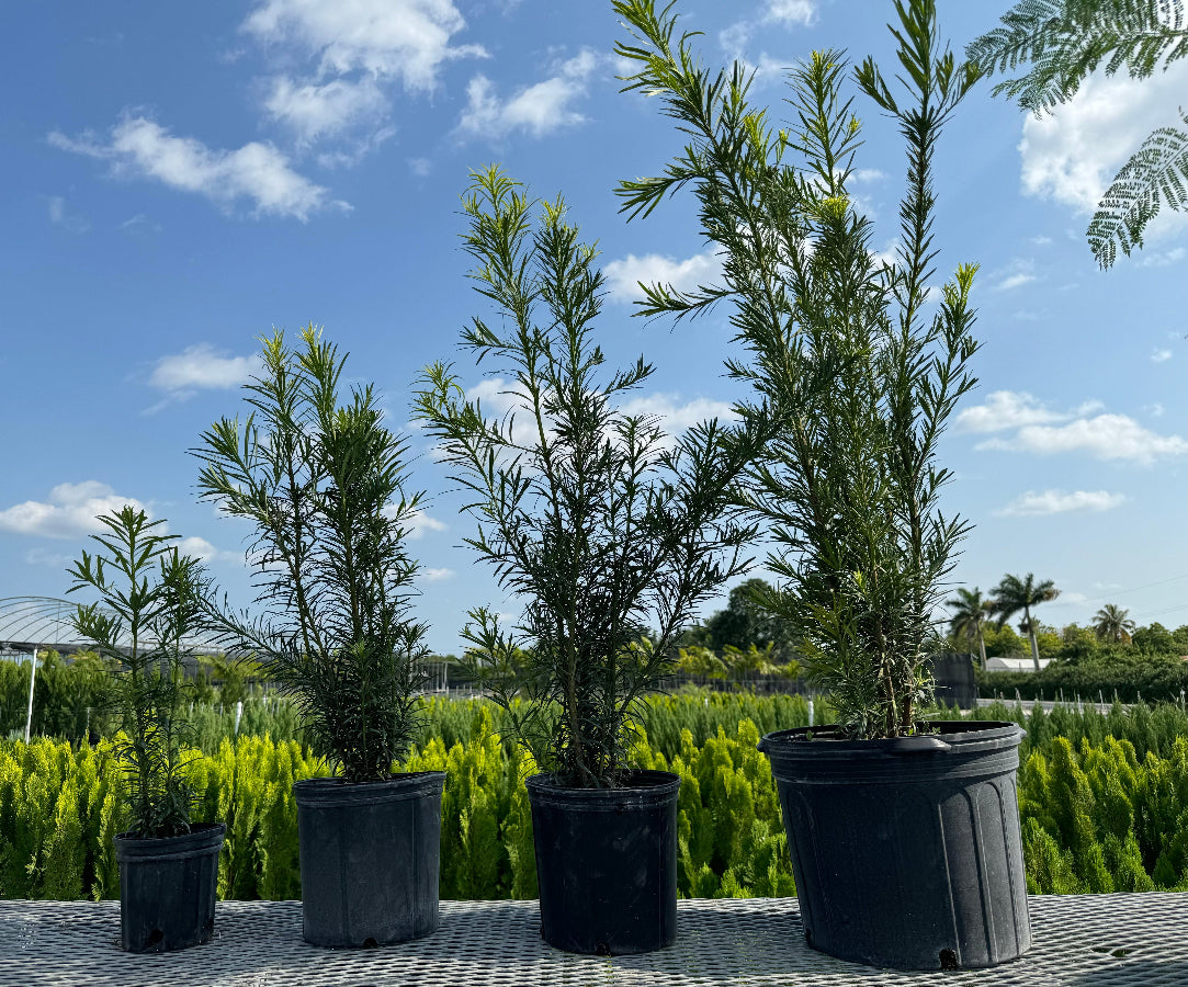 A row of young potted Yew Podocarpus Bush Maki plants featuring dense, upright, needle-like green foliage, growing in black nursery pots