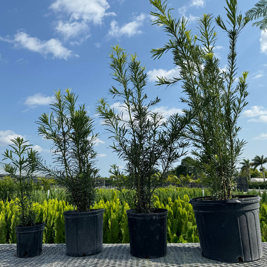A row of young potted Yew Podocarpus Bush Maki plants featuring dense, upright, needle-like green foliage, growing in black nursery pots
