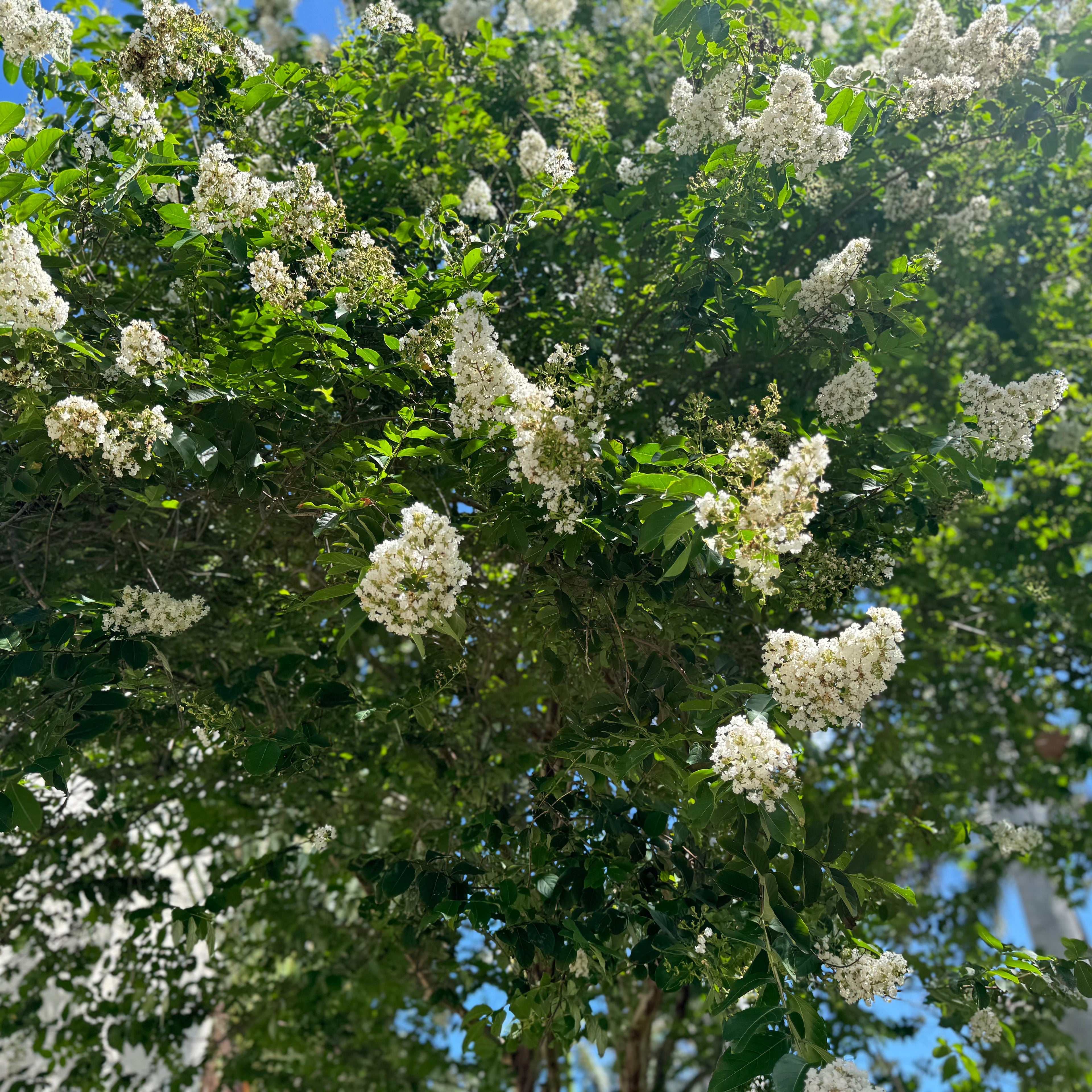 A full view of a mature Magnolia Grandiflora &