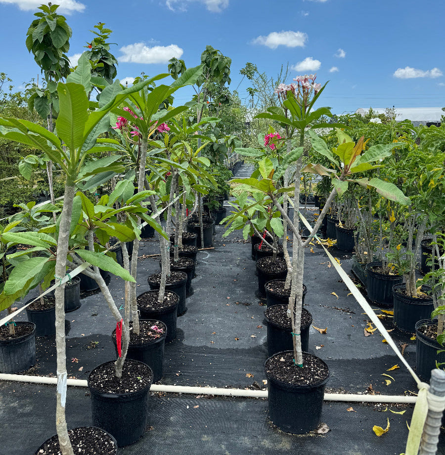 Plumeria Rubra Pink Orchid Flowering Tree in 7 gallon nursery pot with vibrant pink tropical blooms and lush green foliage, ideal for patios and tropical outdoor living spaces.