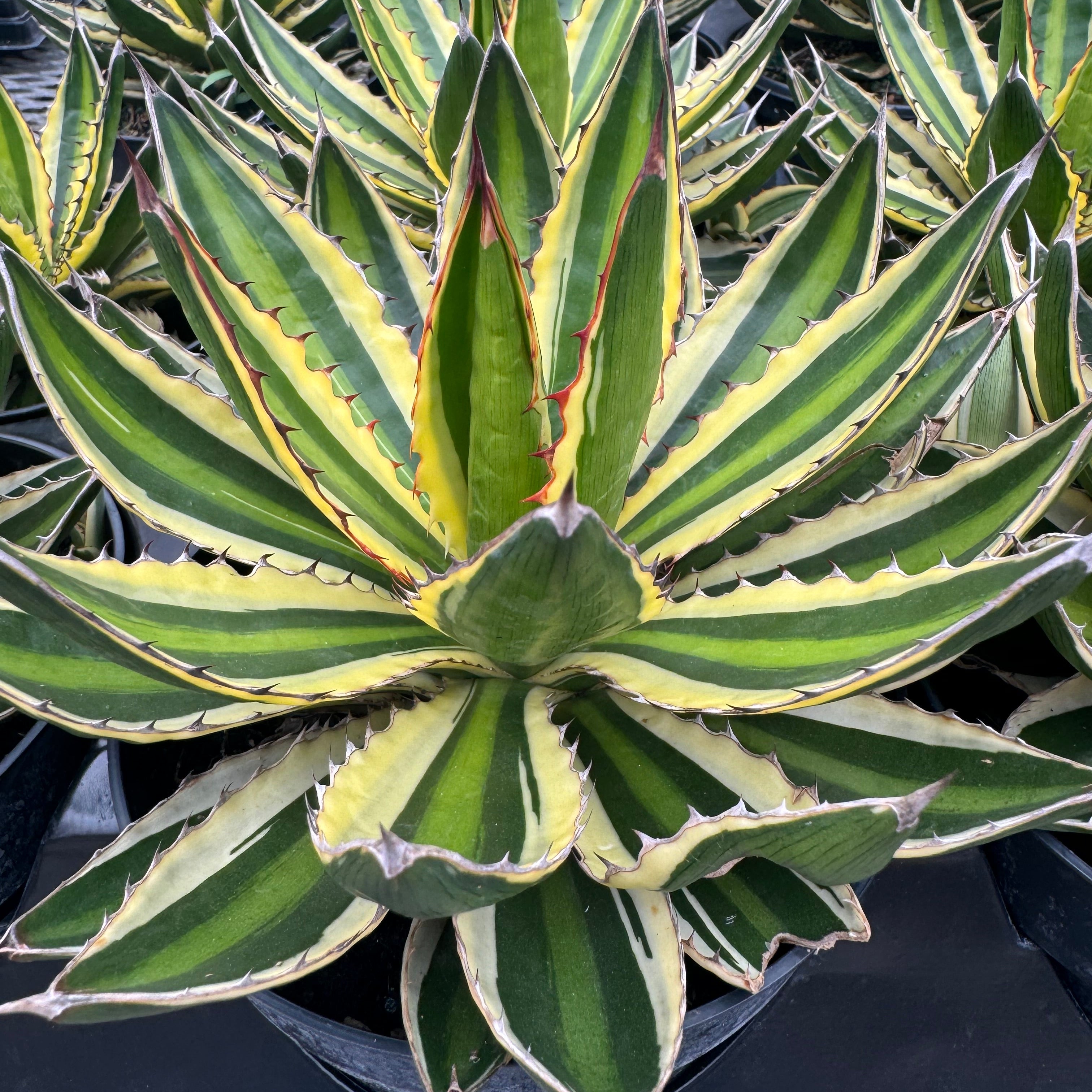 Agave lophantha &