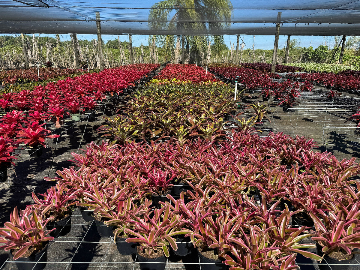 A nursery filled with potted Bromeliad Neoregelia plants