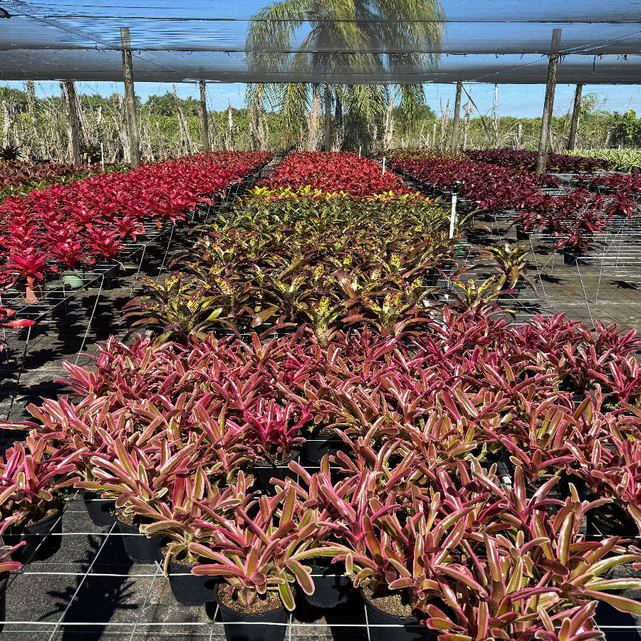 A nursery filled with potted Bromeliad Neoregelia plants