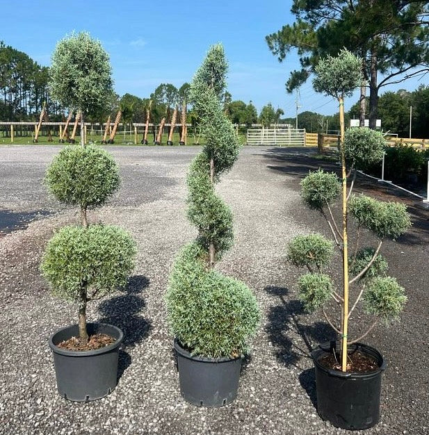 Topiary Pom Pom Multi Ball Carolina Sapphire