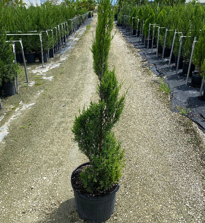 Topiary spiral Juniper